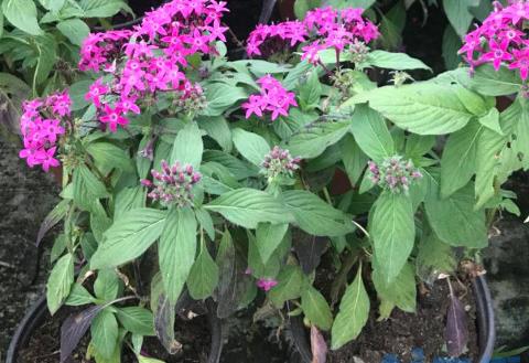 繁星花花期要多浇水吗