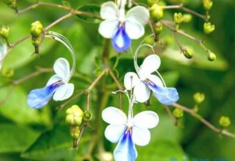 垂枝茉莉要几年能开花