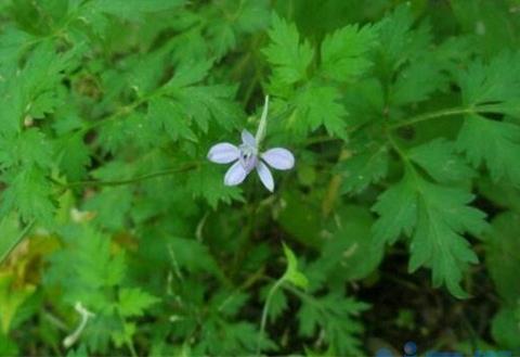 还亮草什么时候开花，花期大概在3～5月