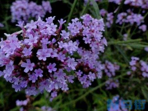 马鞭草和鼠尾草怎么区别，4种方法教你分辨马鞭草和鼠尾草