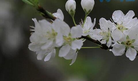 梨花有什么用途