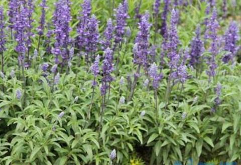 蓝花鼠尾草什么时候开花，在夏季6～8月开花