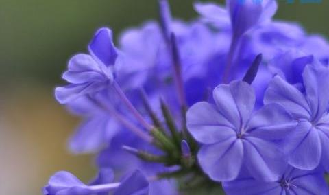 蓝雪花开完花后需要修剪吗?