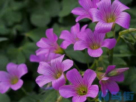 红花酢浆草的花期