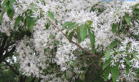 流苏嫁接桂花有啥缼点