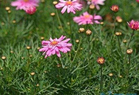 玛格丽特花花期，每年10月开花来年5月结束