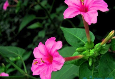 紫茉莉和夜来香是一种花吗