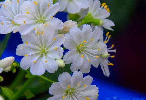 露薇花多年生吗