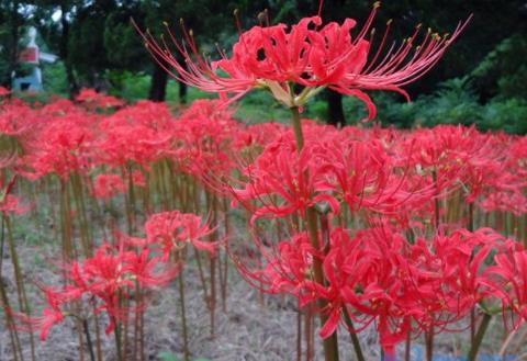 彼岸花的花期