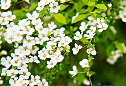 雪柳干枝开完花怎么办