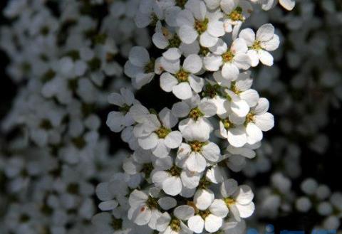 雪柳干枝开完花怎么办