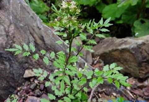 还亮草什么时候开花，花期大概在3～5月