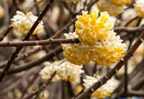 结香花的叶子是什么时候长出来的