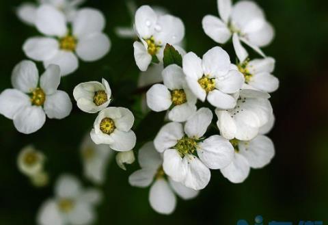 雪柳枝条可以插土种植吗