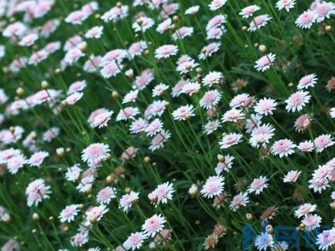 玛格丽特花什么时候开花