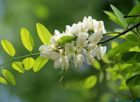 香花槐叶子发黄怎么办