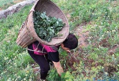 野生艾叶采摘最佳时间，清明节前采摘艾叶效果好