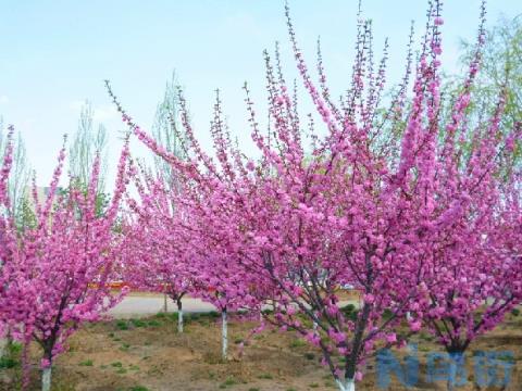 榆叶梅花语：春光明媚,花团锦簇和欣欣向荣