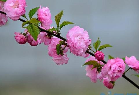 重瓣榆叶梅花语