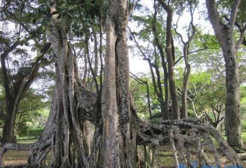 沉香种子播种方法