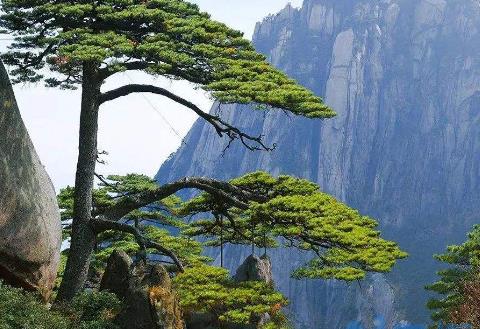 松子是裸子植物还是被子植物