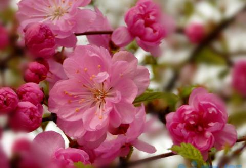 重瓣榆叶梅花语