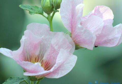 芙蓉花怎么扦插