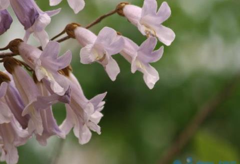 郑州梧桐花语