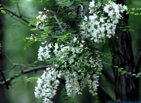 香花槐叶子发黄怎么办