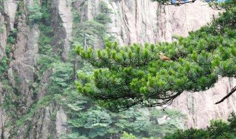 松子是裸子植物还是被子植物