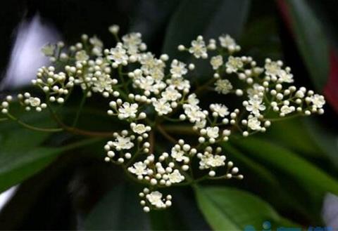 石楠花的繁殖方法，种子浸泡催芽播种繁殖