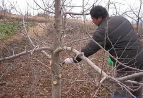 柱状苹果树怎么修剪