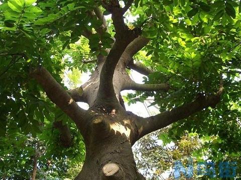 野外绝不能碰的有毒植物：最毒的树——见血封喉