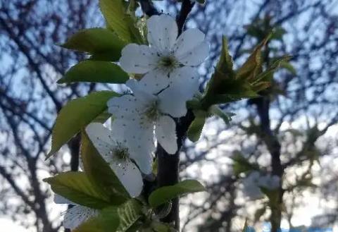 车厘子几月份开花