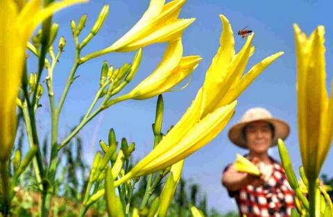 黄花菜怎么做好吃：黄花菜要晒干后才能食用