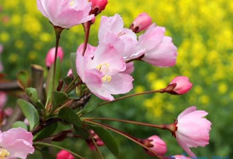 海棠花的花期