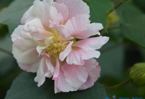 芙蓉花花苞没开就蔫了怎么办