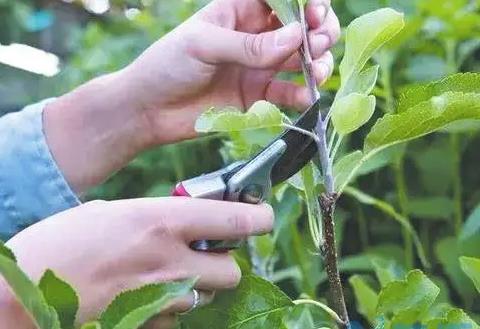 苹果树冬季修剪方法