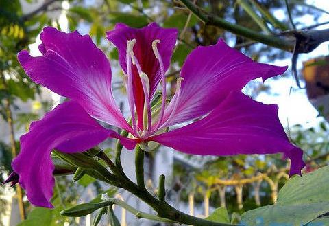 代表香港的花