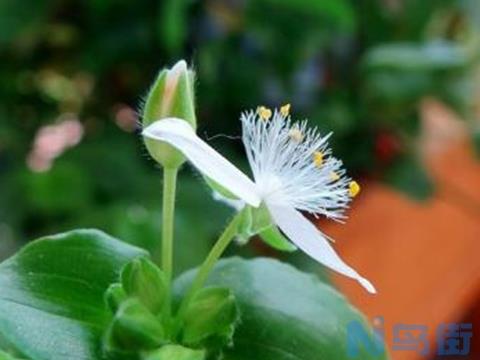 绿萝花茶的功效和作用，绿萝花茶可以长期喝吗