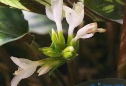 孔雀竹芋开花代表什么，寓意着热爱美丽生活