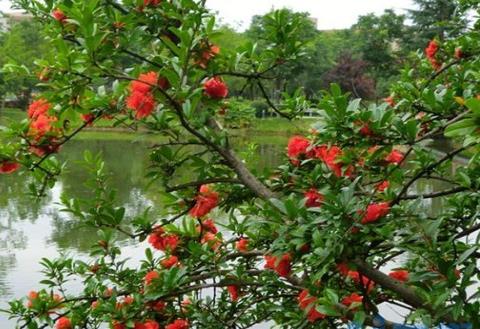 石榴花虫害及防治办法，茎窗蛾需虫洞消毒修病枝