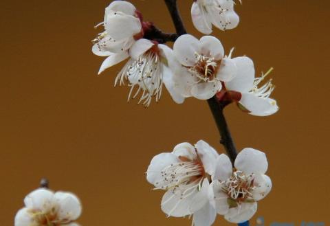 海棠花和梅花的区别