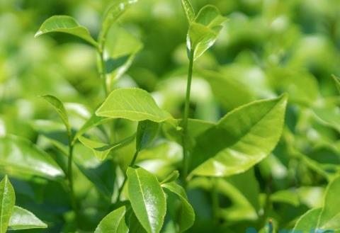 茶叶种植行距和株距