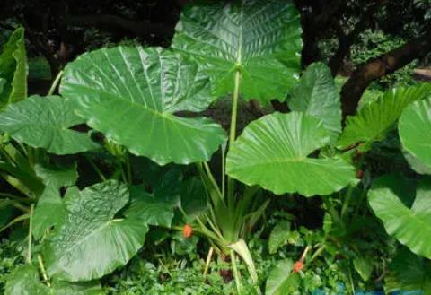 滴水观音植物能放在家里吗