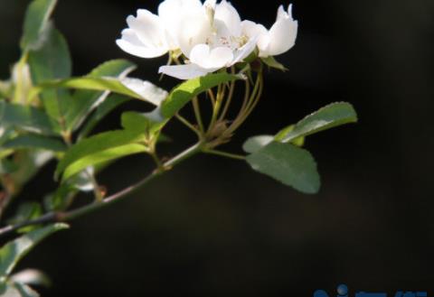 七里香怎么养才开花