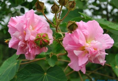 芙蓉花一年开几次花