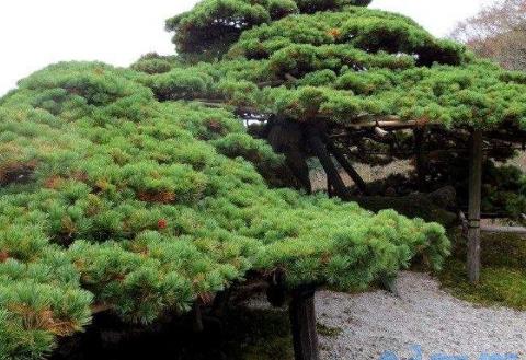 松子是裸子植物还是被子植物