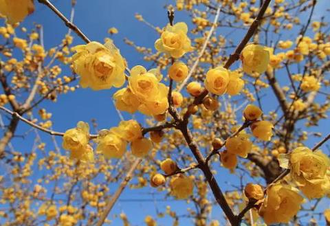 黄色的梅花是什么梅