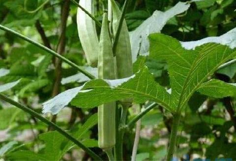 秋葵种植技术要领，春季种子催芽播种